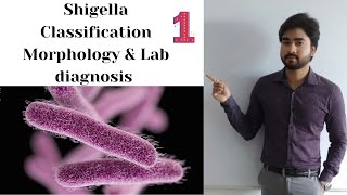 SHIGELLA  Classification  Morphology and Lab Diagnosis part 1 By Abhishek sir [upl. by Perot]