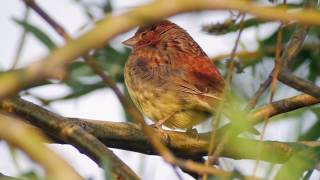 Chestnut Bunting Emberiza rutila [upl. by Turne]