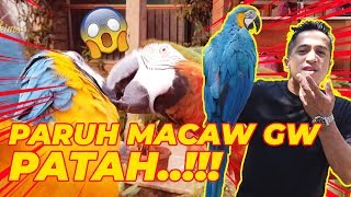 PARUH MACAW GW PATAH AZAB LELAKI GENIT [upl. by Auqenehs]