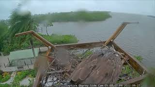 Captiva Osprey Cam Florida USA September 27 2022 [upl. by Leach708]