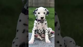 🐾✨ Dalmatian The Spotted Icon and Loyal Companion 🖤🤍 Dog Dogs Dogfacts Dalmatian Dalmatians [upl. by Nyrac]