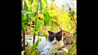 Bobtail In The Grass 3 ▢ 4K HDR [upl. by Suertemed]