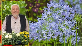 AGAPANTHES OU LIS BLEUS D’AFRIQUE DES FLEURS POUR ENCHANTER L’ÉTÉ Le quotidien du jardin N°192 [upl. by Nadler]