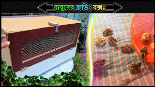 ব্রুডিং বক্স বানানোর পদ্ধতি ⚡making brooder for chicks 🔥Jactok পাখি ভাইয়া [upl. by Ahsykal]