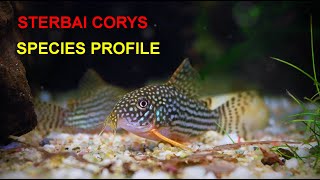 Sterbai Corydoras A Beginners Guide [upl. by Amla]