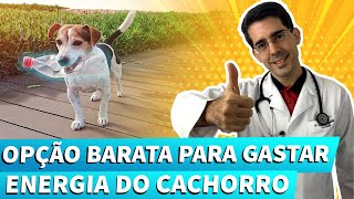 Enriquecimento Ambiental com Garrafa Pet  Cachorro  DIY [upl. by Omle484]