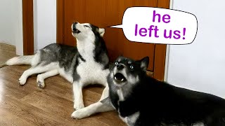 I Left Home With a Puppy Huskies Howl When They Are Left Alone At Home [upl. by Akinehc]