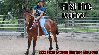 Wild Mustangs First Ride  2022 Texas Extreme Mustang Makeover [upl. by Akitahs]