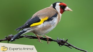 Jilguero campero Carduelis carduelis  Canto características y curiosidades [upl. by Haya961]