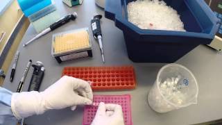 PCR Protocol  Part 2 [upl. by Liam]