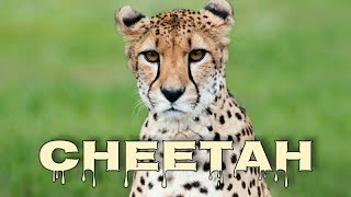 Cheetah meow cheetah sounds [upl. by Akire]