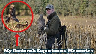 My GOSHAWK Experience Flying amp Hunting With Goshawks Goshawking Falconry Memories amp Falconry Tips [upl. by Nivej]