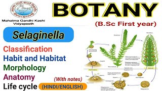 SelaginellaClassificationMorphologyAnatomyLife cycle Selaginella [upl. by Dorkas]