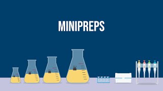 Extracting Plasmid DNA How To Do a Miniprep [upl. by Derman]