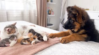 German Shepherd Puppy Meets Mom Cat with Newborn Kittens for the First Time [upl. by Llenil]