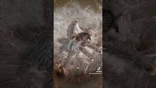 Our Avicularia avic Pinktoe tarantula happy dancingnature animals [upl. by Nimajneb]