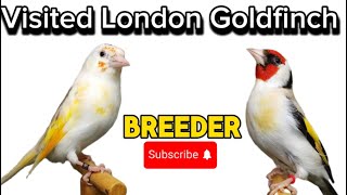 Visited London goldfinch breeder and setup [upl. by Elma406]