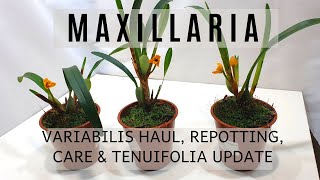 Maxillaria Orchids  Variabilis Haul Tenuifolia Updates Repotting amp Care Info  SemiHydro [upl. by Roxanne11]