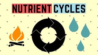 IGCSE BIOLOGY REVISION Syllabus 20  Nutrient Cycles [upl. by Okram241]