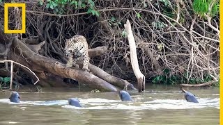 Jaguares contra nutrias gigantes ¿quién ganará  National Geographic en Español [upl. by Elly438]