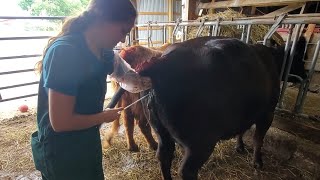 How to Artificially Inseminate AI Cows [upl. by Paulie]