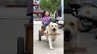 Silly dog ​​Pattons work diary Cute pet debut plan❤️️💙🌺💛shorts dogs pets [upl. by Maxim]