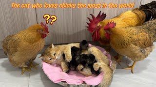 I am shocked Experienced kitten teaches rooster and hen to take care of chicks cute and funny😊 [upl. by Callista739]