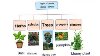 Herbs shrubs trees class 6th science [upl. by Gorton]