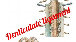 Ligamentum Denticulate [upl. by Adiaz]