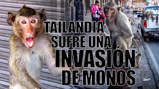 La ciudad INVADIDA por los MONOS en Tailandia [upl. by Rustice937]