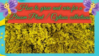 How to grow and care for a Broom Plant Cytisus collections [upl. by Stagg]