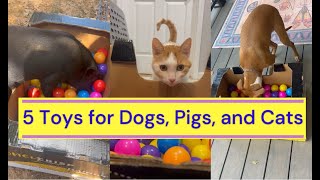 5 Toys for Dogs Pigs and Even Cats [upl. by Tanny]