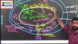 photosynthesisinhigherplants PHOTOPHOSPHORYLATION CYCLIC amp NON CYCLIC PHOTOPHOSPHORYLATION ETS [upl. by Tolley]