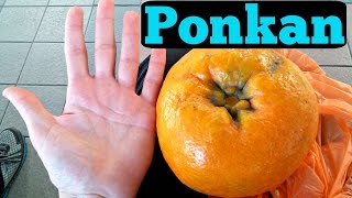 GIANT MANDARIN  Tasting The Ponkan Tangerine  Weird Fruit Explorer in Malaysia  Ep 96 [upl. by Eicul]