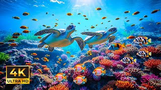 Journey Underwater with Exotic Creatures 🎵 Marvel at Sea Animals in The Best 4K ULTRA HDR Aquarium [upl. by Joann305]