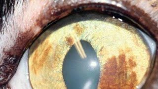 What is Feline Iris Melanosis [upl. by Ynnohj]