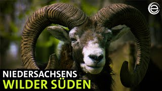 Der Solling ‒ Niedersachsens wilder Süden  Erlebnis Erde [upl. by Ssitruc99]