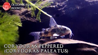 Corydoras Peppered The BLUE corys that will not make your day blue Leopard Aquatic A003B [upl. by Aika]