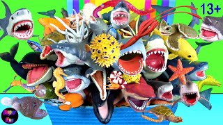 Shark Week  Sea Animals Sharks Whales Fish Shellfish Cephalopods Crustaceans Rays Turtles 13 [upl. by Oryaj]