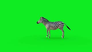 Zebra animation on green screen background [upl. by Relyc]