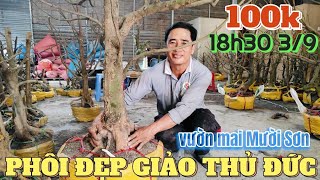 39 🌼 Tặng bo SBBL khi chốt cây giá từ 100k phôi mai vàng đế đẹp giảo Thủ Đức ở vườn mai Mười Sơn [upl. by Aihsekram]