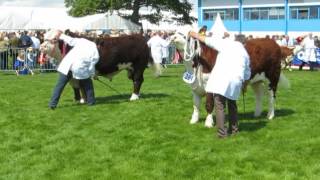 Normanton 1 Laertes takes the Supreme Championship at the Royal Highland Show 2016 [upl. by Yeruoc]