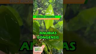 Anubias Congensis Background Aquarium Plant For Sale [upl. by Anirbas]