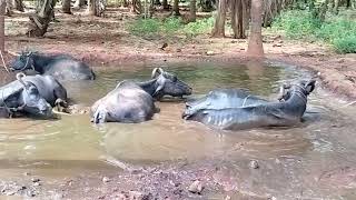 WALLOWING IN BUFFALO [upl. by Schatz631]