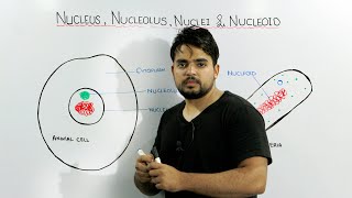 Nucleus Nucleolus Nuclei and Nucleoid concept [upl. by Hasty]