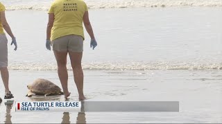 Sea Turtle Release [upl. by Atikal]