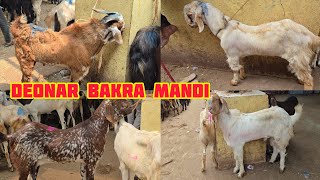 Deonar Bakra Mandi Latest Update Tuesday 29 October [upl. by Varuag341]