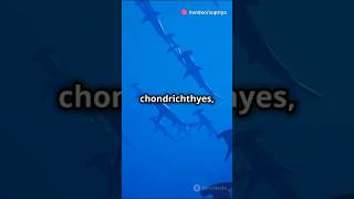 Part1 quotExploring Chondrichthyes Sharks Rays amp More MarineBiology Sharks OceanLifequot ytshorts [upl. by Glavin]