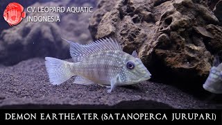 Satanoperca jurupari The DEMON Eartheater Leopard Aquatic V035B [upl. by Armahs]