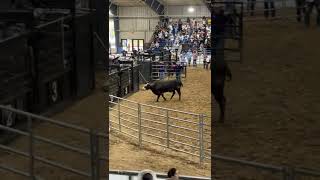 Escaped Rodeo Bull Runs Into Crowds at Florida State Fair [upl. by Haman596]